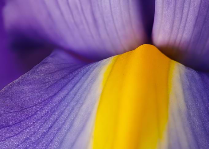 Macro of an iris flower