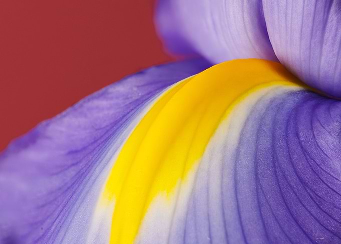 Macro of an iris flower