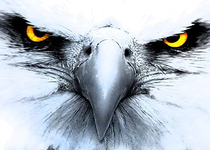 Eagle Eye