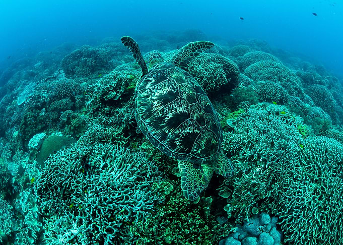 Big Turtle On The Coral