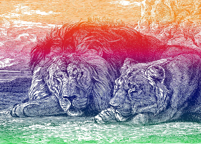 Lion couple
