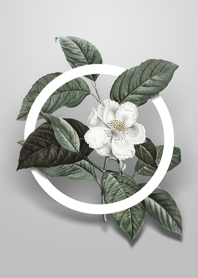 Stewartia Tree Flower Art