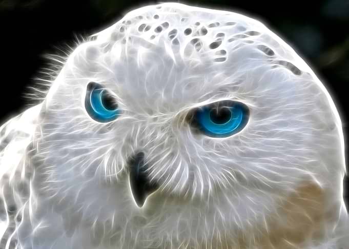 animal