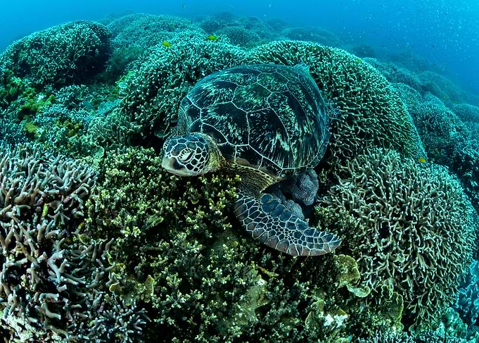 Big Turtle On The Coral