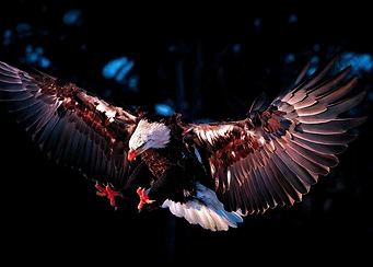 animal