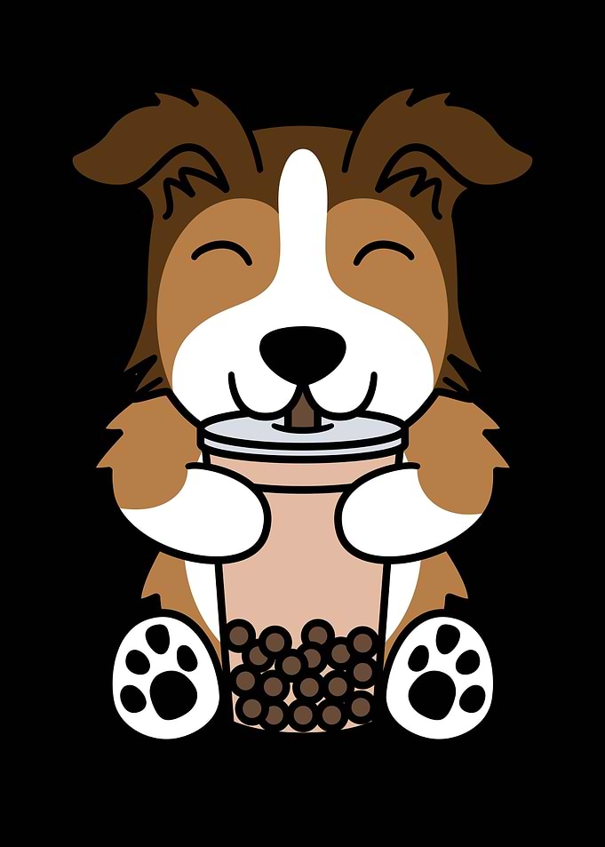 Shetland Sheepdog Boba