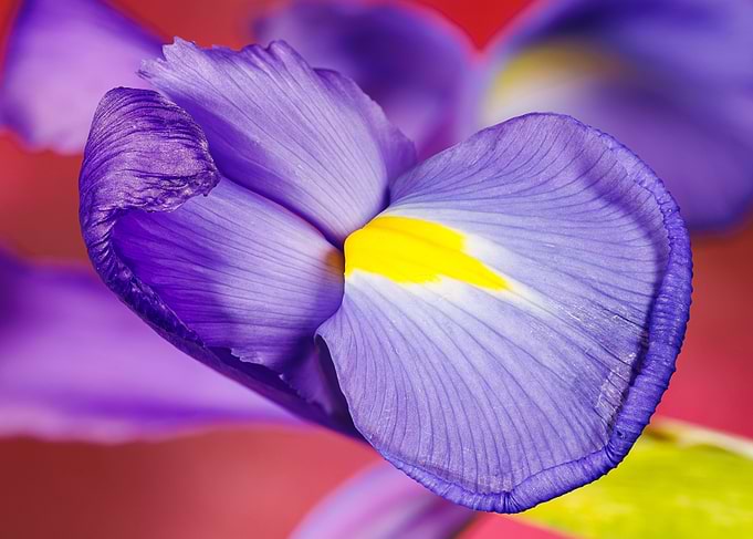 Macro of an iris flower