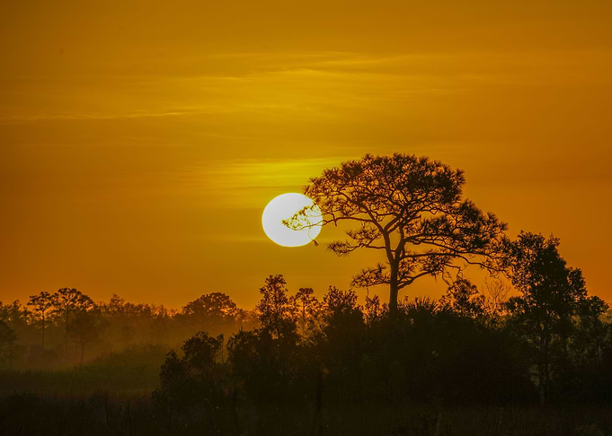Savanna Sunset