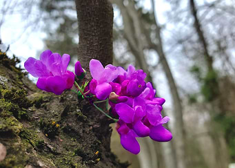 Purple Flower Macro