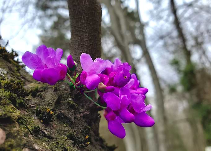 Purple Flower Macro