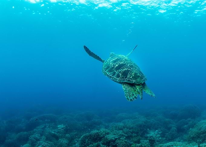 Big Turtle Into The Blue