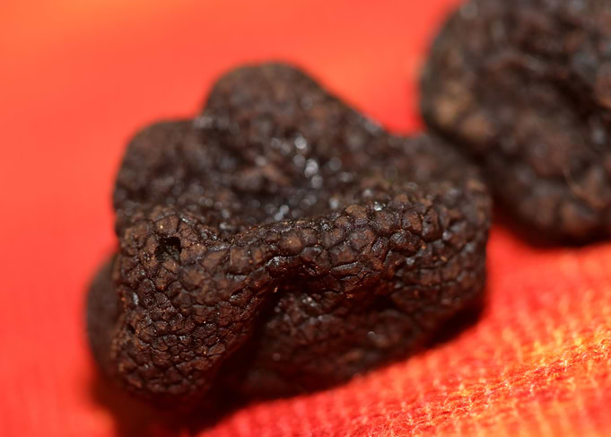 Black winter truffes macro