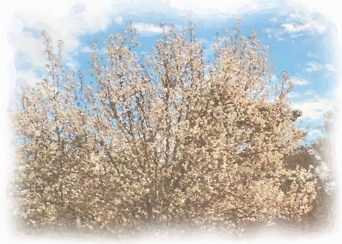 White Dogwood and Sky