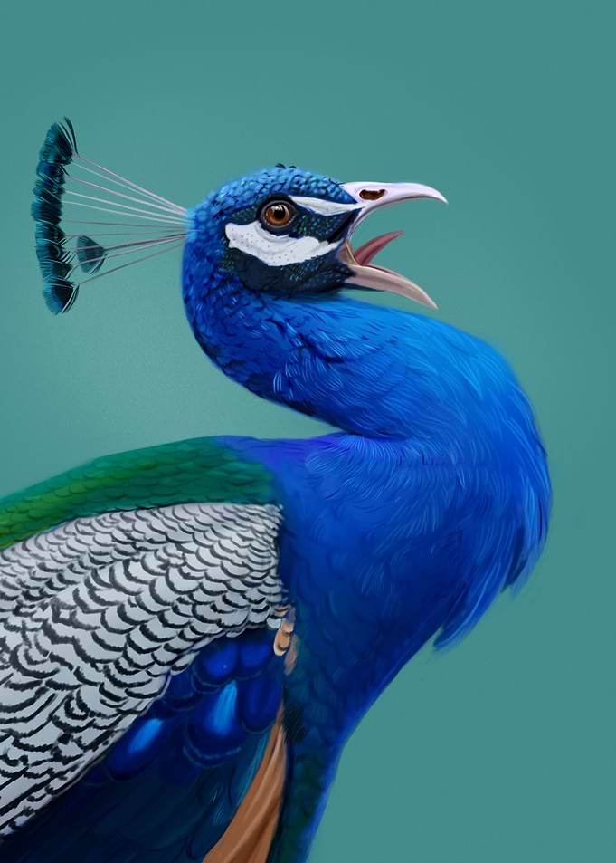 Peacock portrait