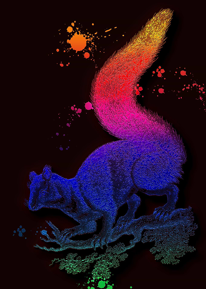 Squirrel