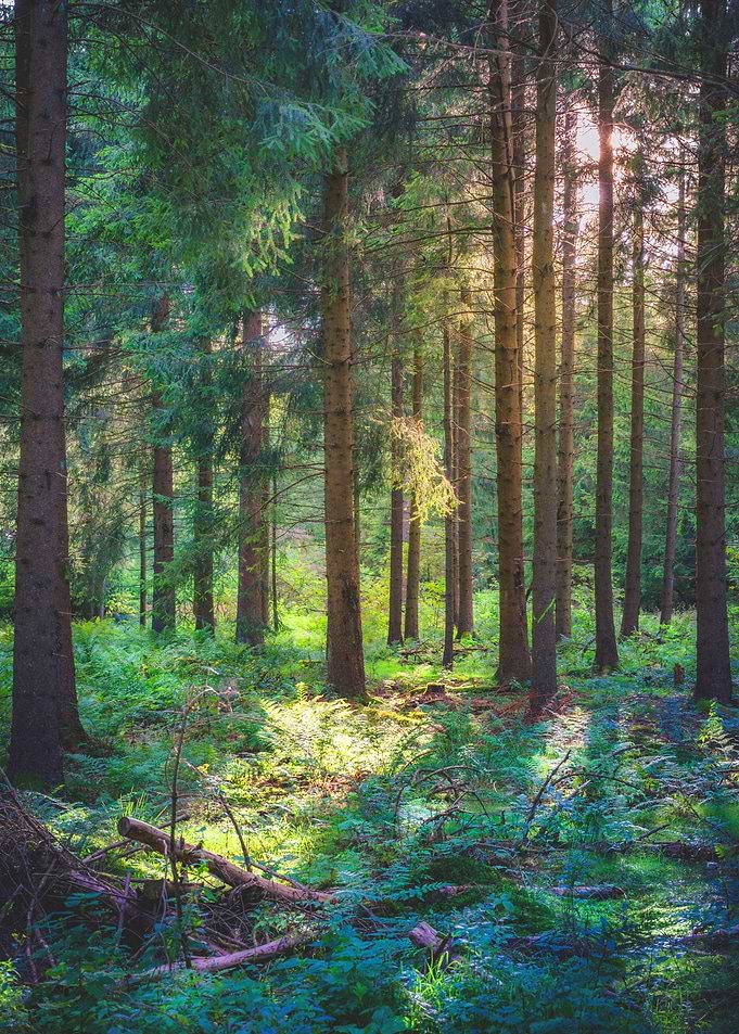 Forest with Trees Nature
