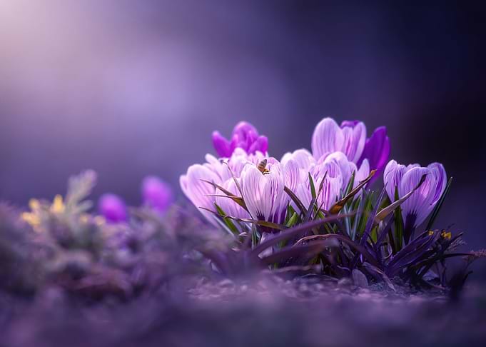 Crocuses