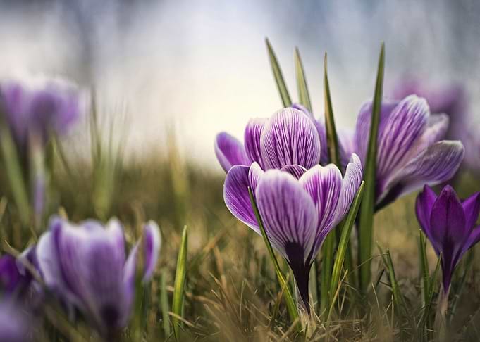 Crocuses