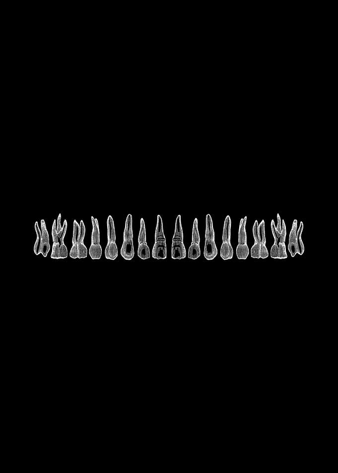 Dentist Dental Hygienist