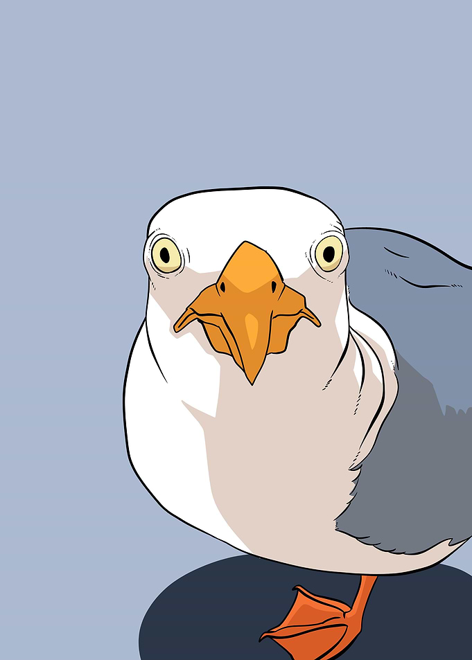 funny seagull face