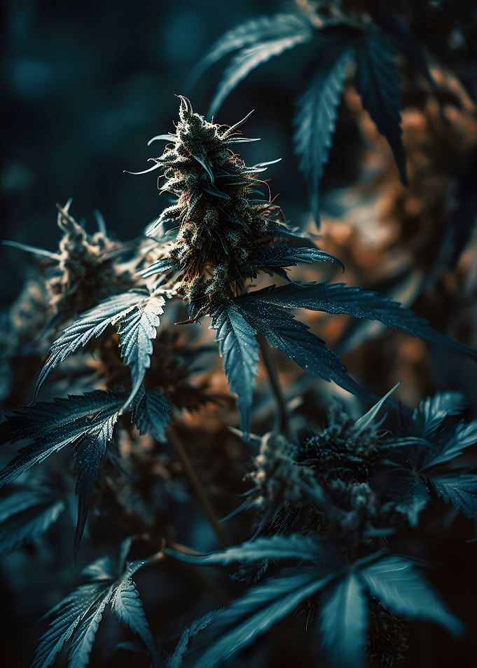 Cannabis Garden