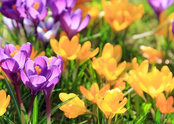 Crocuses