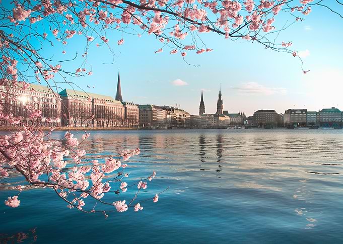 Cherry blossoms with view