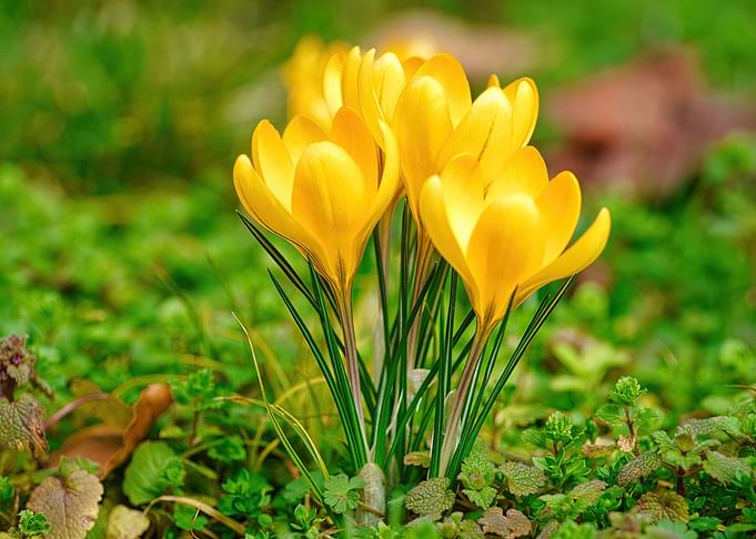Crocuses