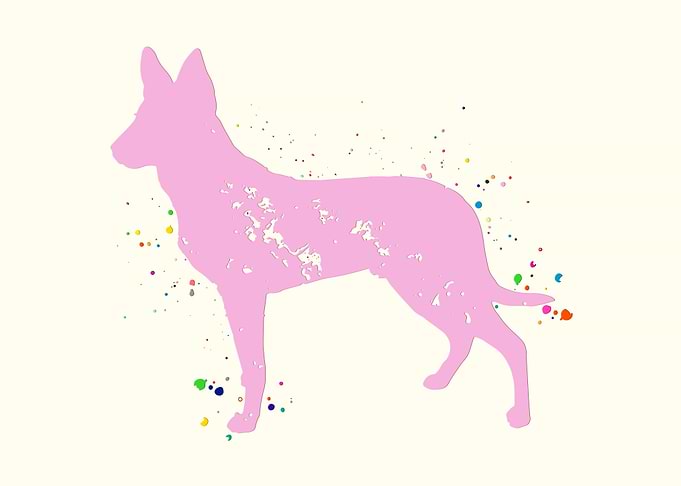 Dutch Shepherd Dog