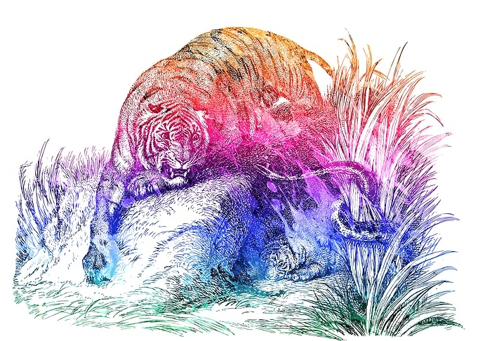 Tiger vs Snake