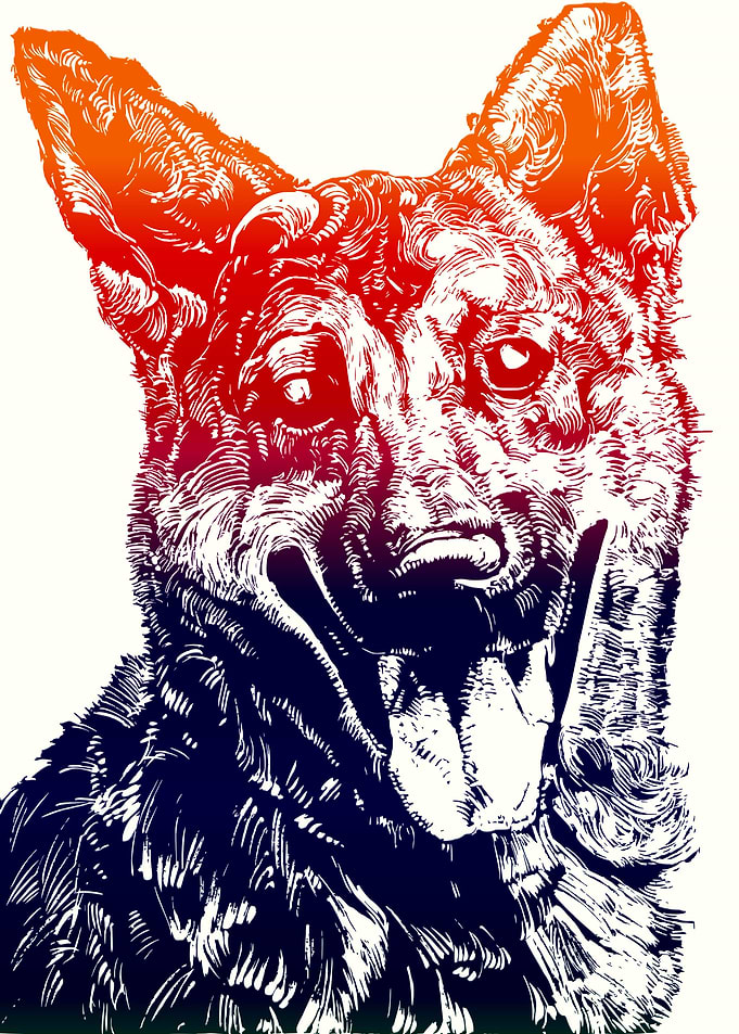 Dog german shepherd