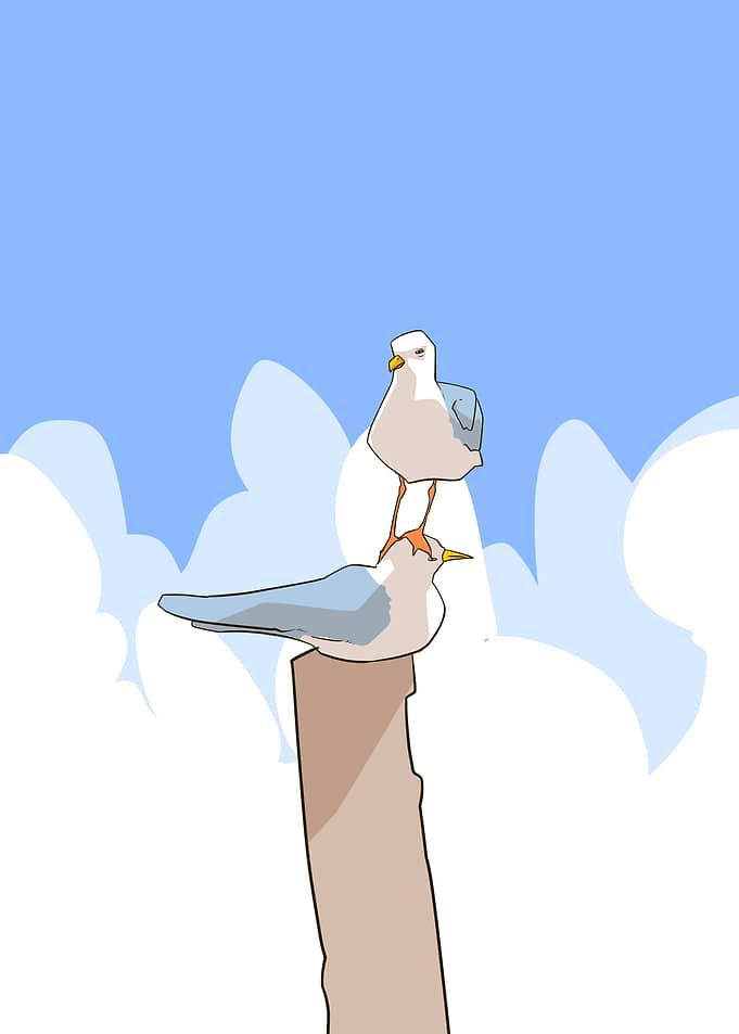 Seagull cute