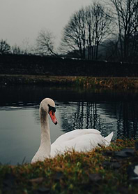 Swan on the Canal