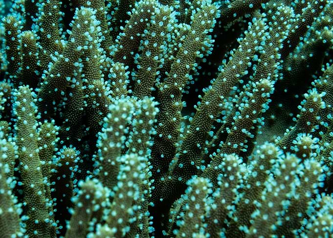 Underwater World