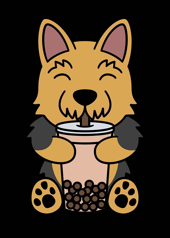 Yorkshire Terrier Boba