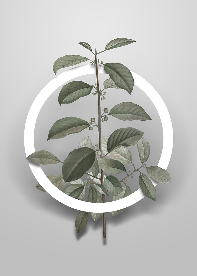 Alder Buckthorn Flower Art