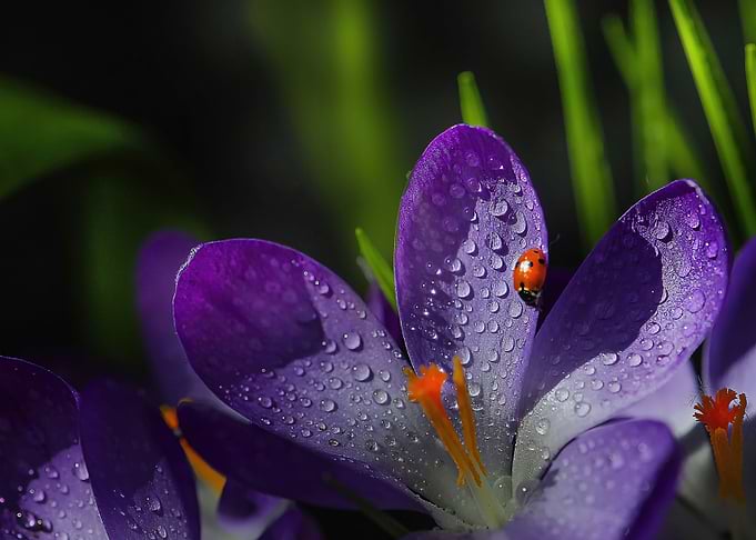 Crocuses