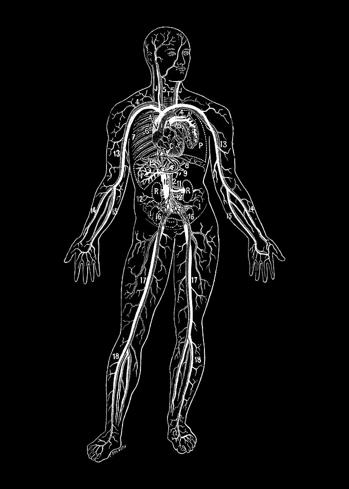 Osteopath Chiropractor Art