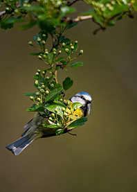 Blue Tit Hangs On