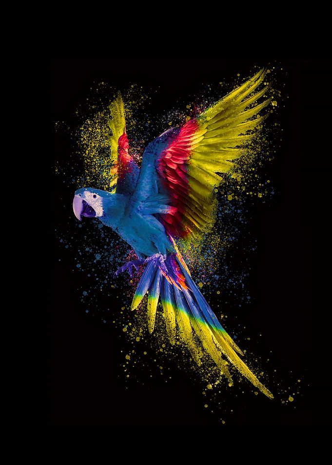 Colorful Parrot