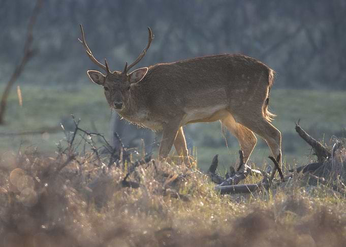 Grazing Buck