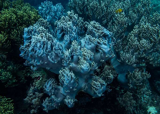 Coral Reef