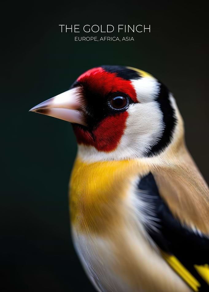 Wild Goldfinch Song Bird