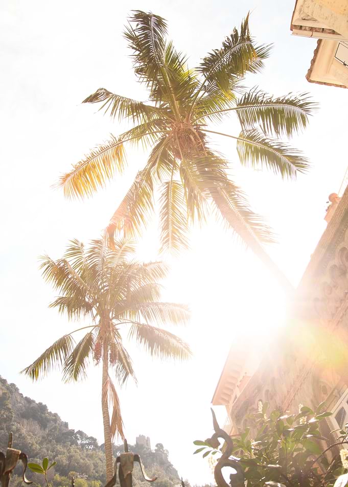 Amalfi Palm Dream 1
