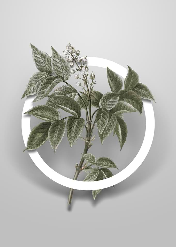 European Bladdernut Flower