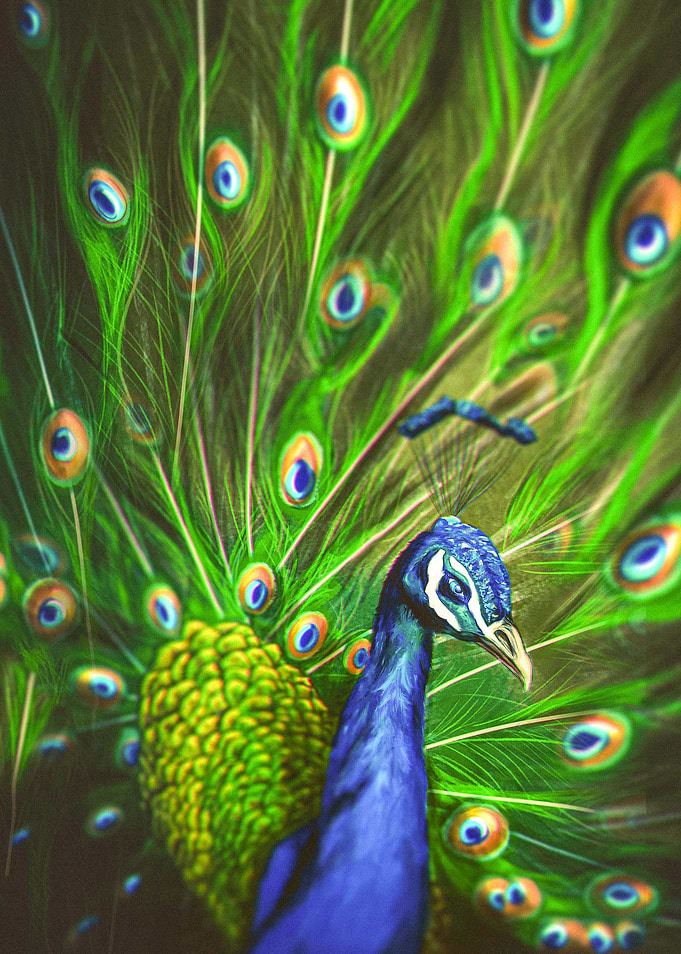 Peafowl Painting