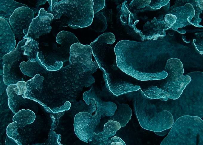 Coral Reef Labyrinth