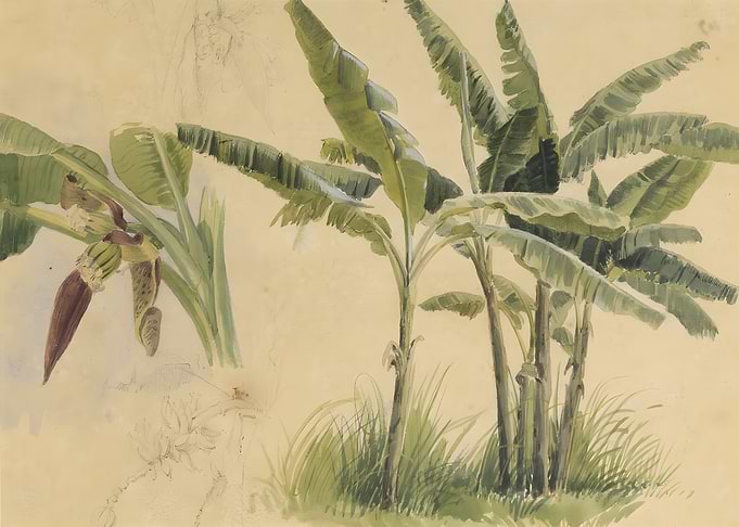 Tropical Banana Plant