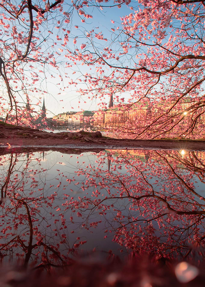 Spirit blossoms