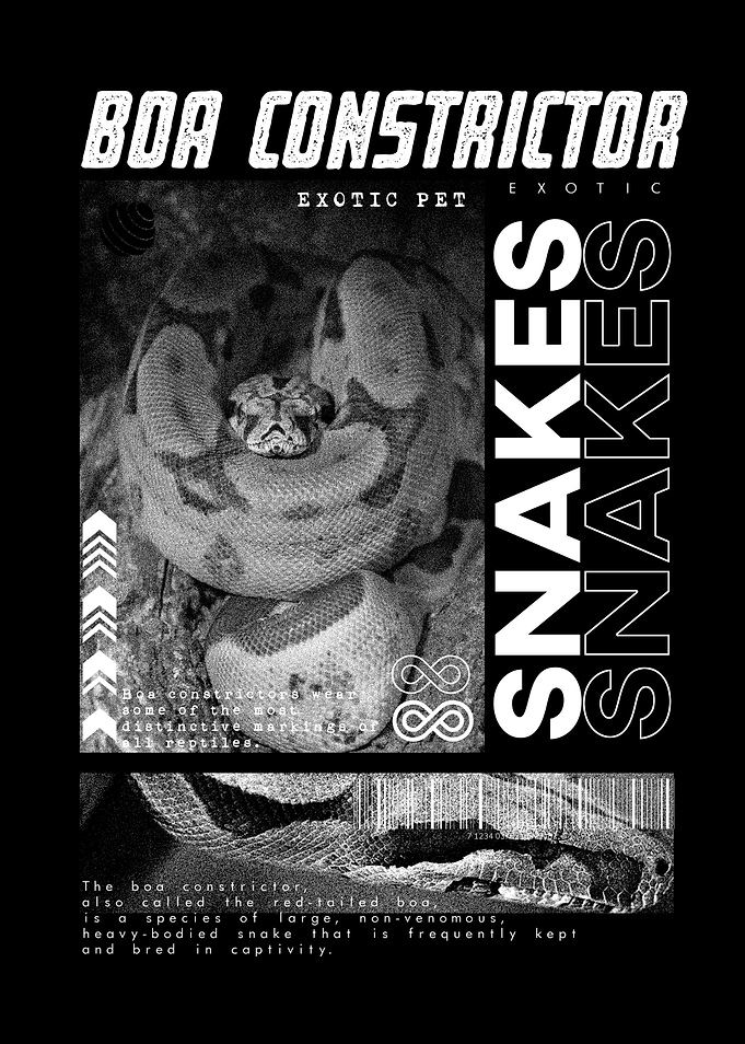 Boa Constrictor Modern